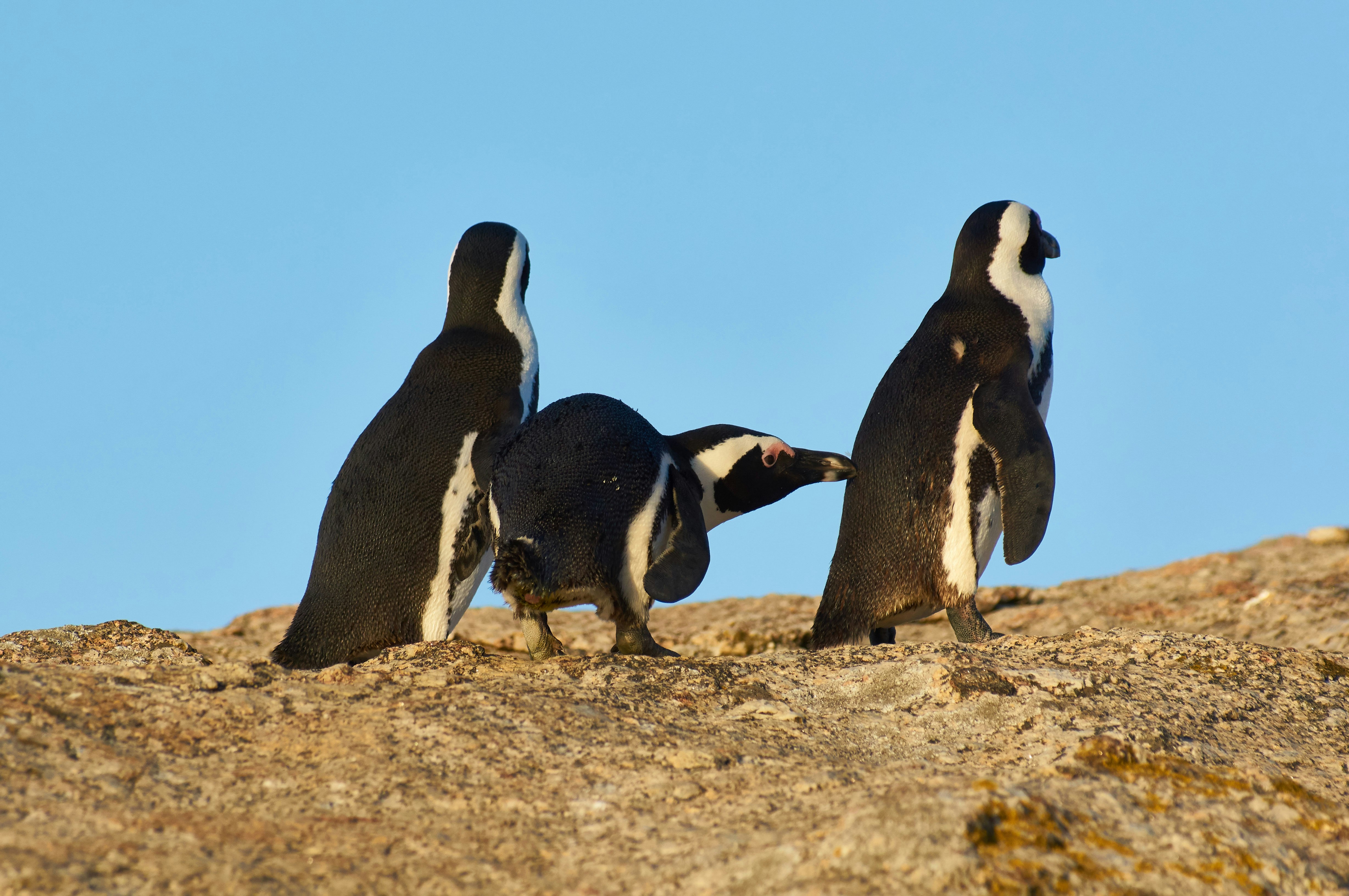 penguins on brown sand during daytime
